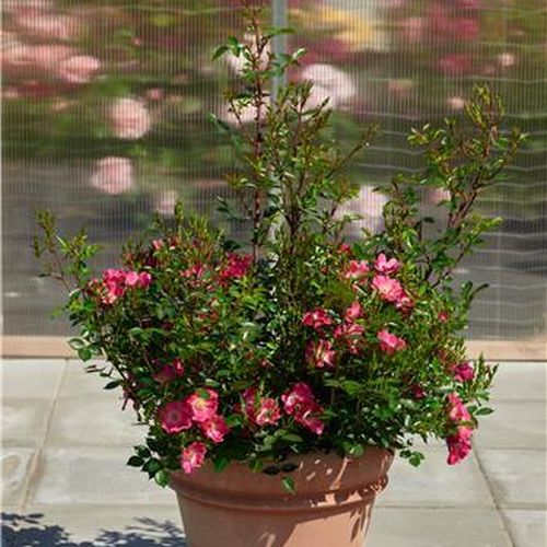 Rosa - Árbol de Rosas Miniatura - rosal de pie alto- forma de corona compacta